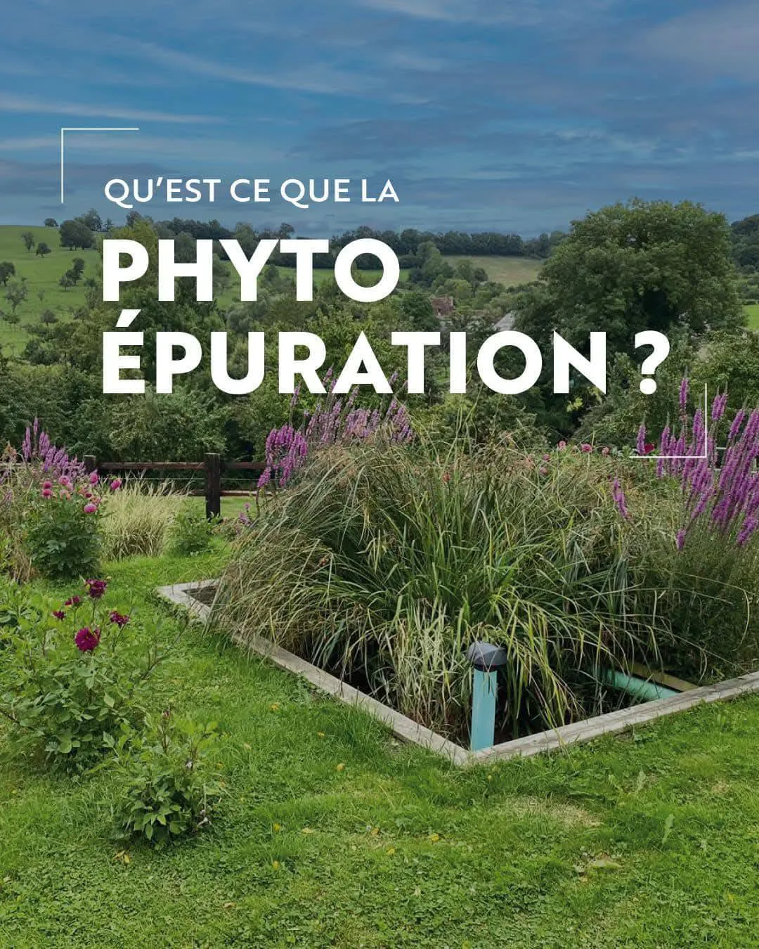 Phytoépuration en Charente : la solution écologique pour votre assainissement